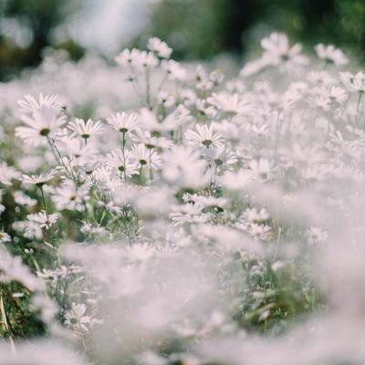 IM体育官方网站